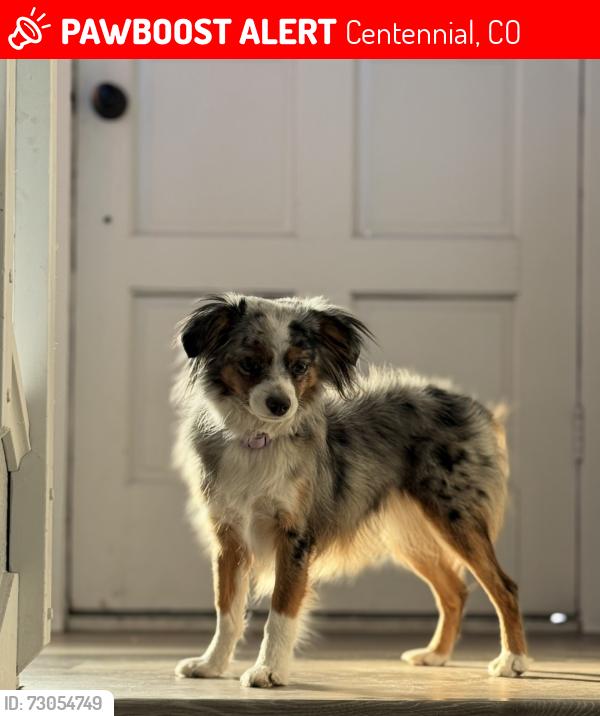 Lost Female Dog last seen Near S Gibraltar st, centennial, Co 80016, Centennial, CO 80016
