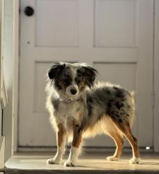 Lost Female Dog last seen Near S Gibraltar st, centennial, Co 80016, Centennial, CO 80016