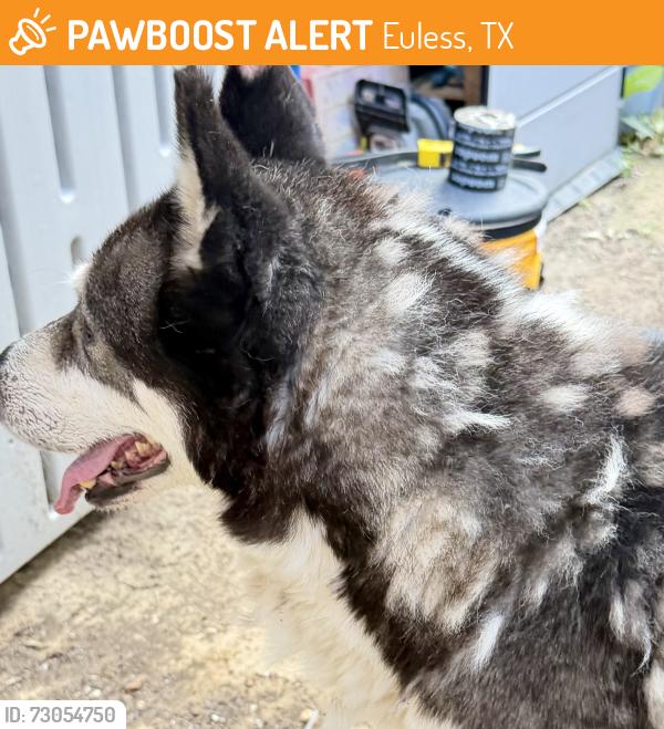 Found/Stray Male Dog last seen West Parkway and Marlene, Euless, TX 76040