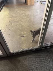 Found/Stray Unknown Cat last seen Publx, West Palm Beach, FL 33405
