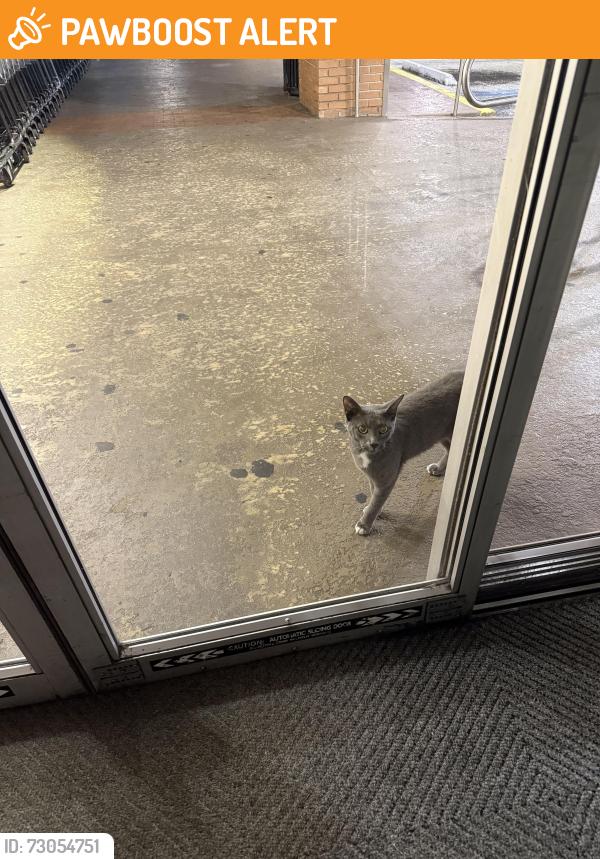 Found/Stray Unknown Cat last seen Publx, West Palm Beach, FL 33405