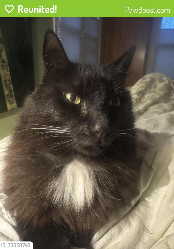 Reunited Male Cat last seen Parker Street near Milvia, Berkeley, CA 94703