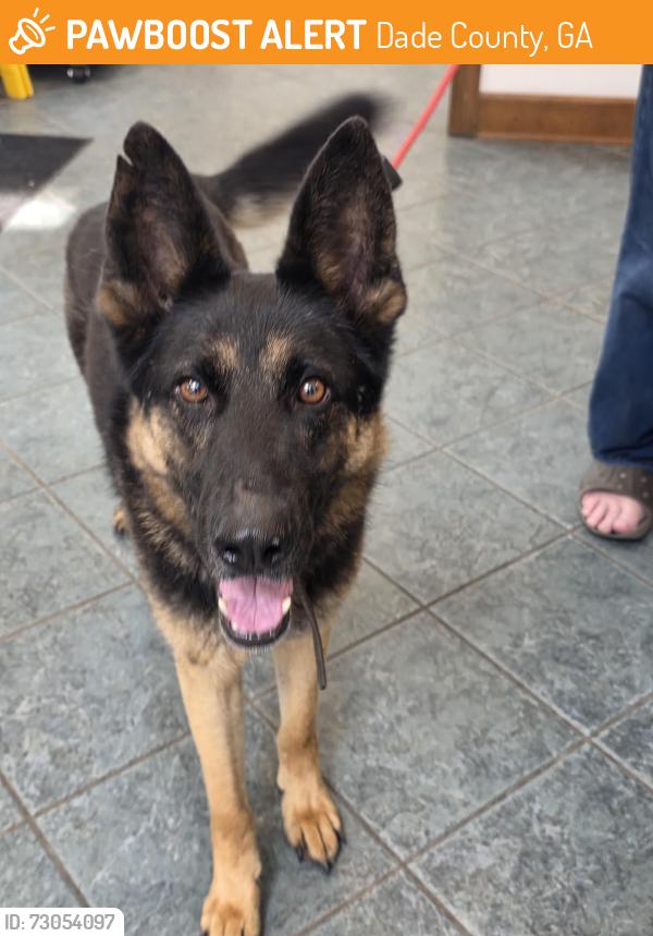 Found/Stray Male Dog last seen Main, Dade County, GA 30738