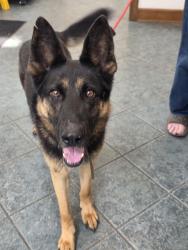 Found/Stray Male Dog last seen Main, Dade County, GA 30738