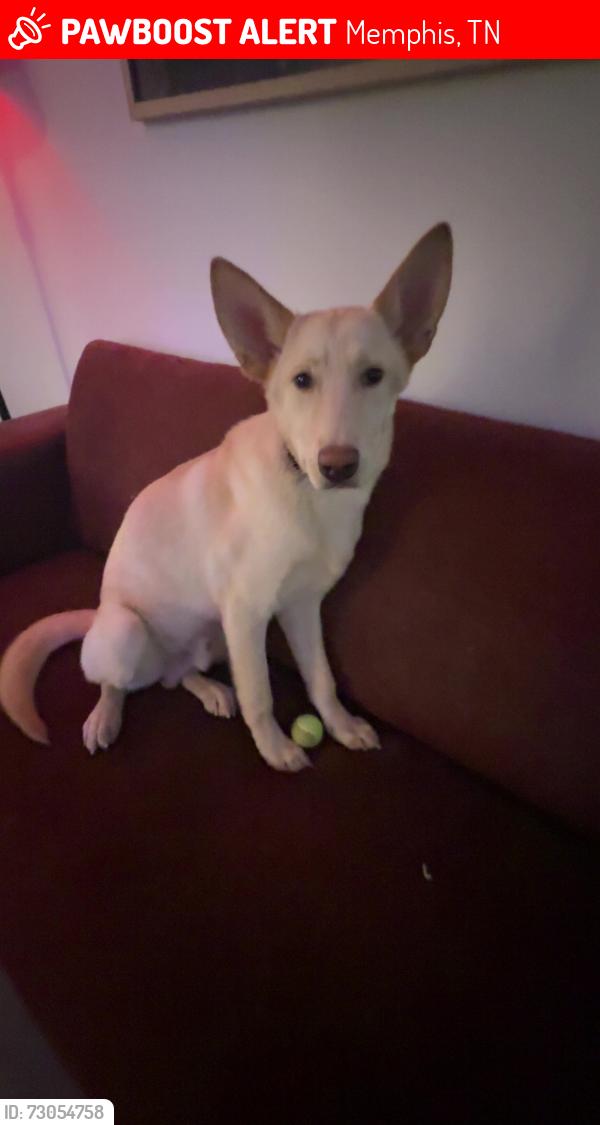 Lost Male Dog last seen Near southern ave by train tracks, Memphis, TN 38114