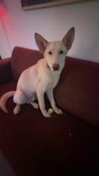 Lost Male Dog last seen Near southern ave by train tracks, Memphis, TN 38114
