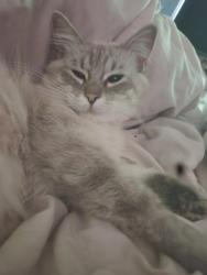 Lost Female Cat last seen 63rd st and Aldrich Ave, Richfield, MN 55423
