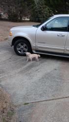 Reunited Male Dog last seen Country Lake Subdivision , Fayetteville, GA 30214