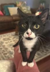Lost Male Cat last seen Lakeland Drive (near lake) in Westmoor, Richmond, VA 23229