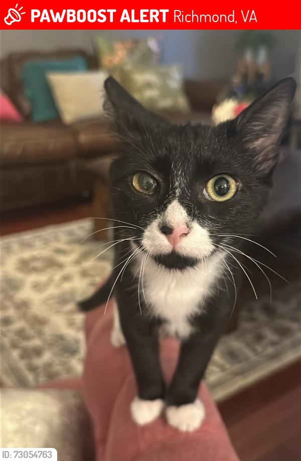 Lost Male Cat last seen Lakeland Drive (near lake) in Westmoor, Richmond, VA 23229