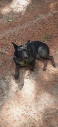 Found/Stray Male Dog last seen Mountain drive, Tamassee, SC 29686