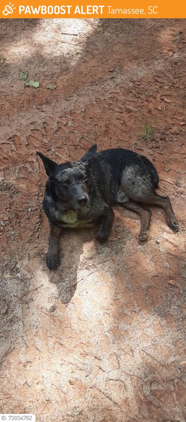 Found/Stray Male Dog last seen Mountain drive, Tamassee, SC 29686