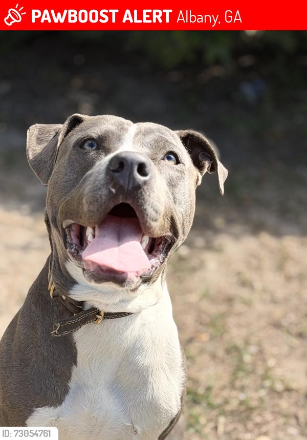 Lost Male Dog last seen Near w highland Ave Albany 31701, Albany, GA 31701
