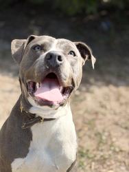 Lost Male Dog last seen Near w highland Ave Albany 31701, Albany, GA 31701
