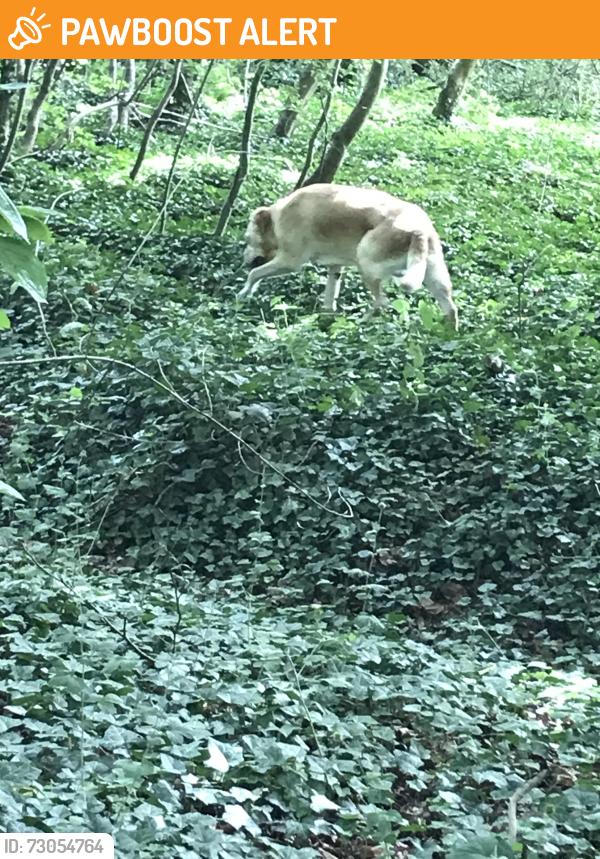 Found/Stray Male Dog last seen Leatherhead woods, Leatherhead, England 
