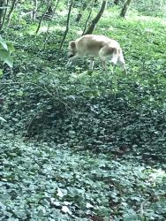 Found/Stray Male Dog last seen Leatherhead woods, Leatherhead, England 
