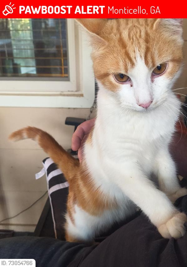 Lost Male Cat last seen Meadowlark, Monticello, GA 31064