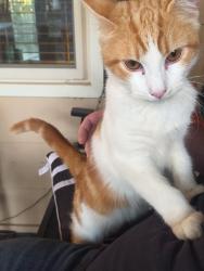 Lost Male Cat last seen Meadowlark, Monticello, GA 31064