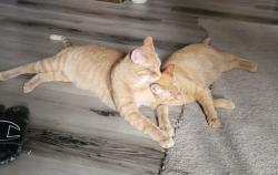 Lost Male Cat last seen Extension and w 1st place, Mesa, AZ 85201