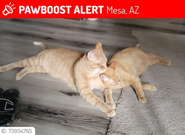 Lost Male Cat last seen Extension and w 1st place, Mesa, AZ 85201