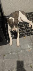 Found/Stray Male Dog last seen Near and SW 344 TR, Florida City, FL 33034
