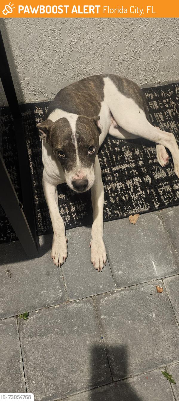Found/Stray Male Dog last seen Near and SW 344 TR, Florida City, FL 33034