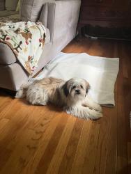 Reunited Male Dog last seen Georgia Gwinnett College, Collins Hill Road, Lendon Lane, Lawrenceville, GA 30043