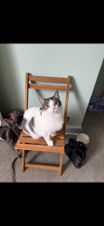 Lost Female Cat last seen Sixth Avenue , Greater London, England W10 4HB