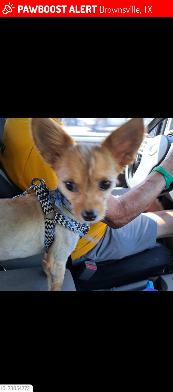Lost Male Dog last seen Price road, Brownsville, TX 78521