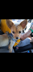 Lost Male Dog last seen Price road, Brownsville, TX 78521