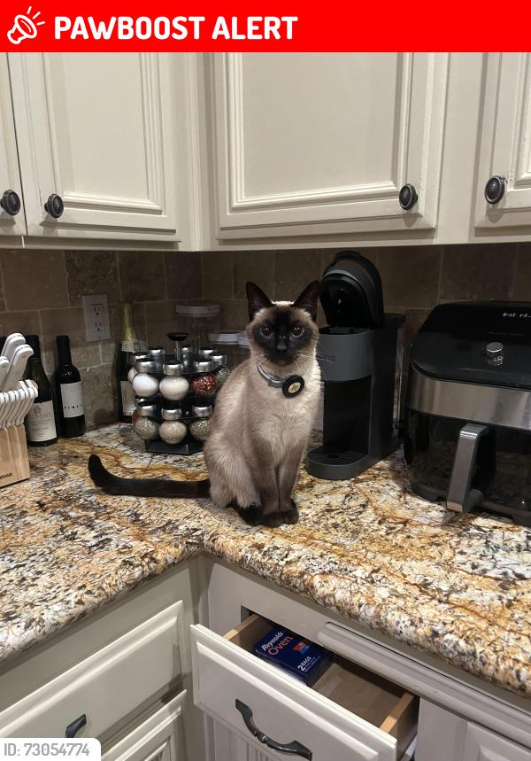 Lost Female Cat last seen My house, Rancho Cucamonga, CA 91739
