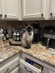 Lost Female Cat last seen My house, Rancho Cucamonga, CA 91739