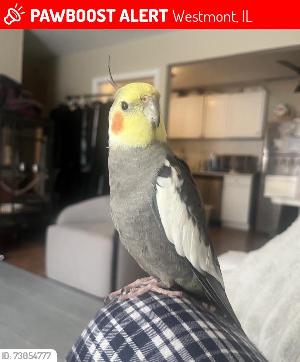Lost Male Bird last seen Suffield Court and Willow West apmts, Westmont, IL 60559