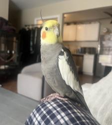 Lost Male Bird last seen Suffield Court and Willow West apmts, Westmont, IL 60559