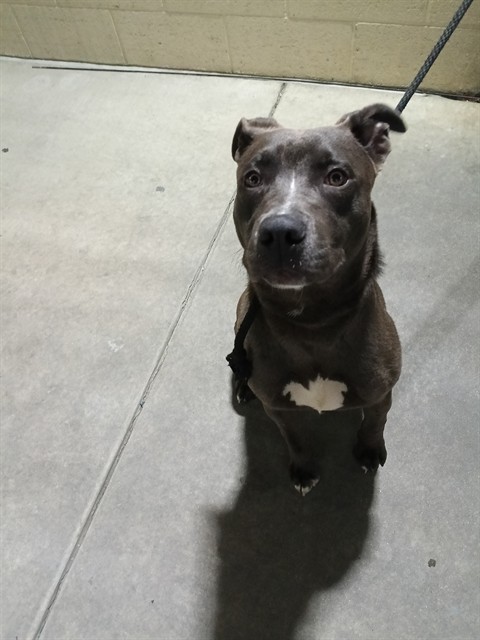 Shelter Stray Male Dog last seen , 11258 Garfield Ave, Downey, CA 90242, USA