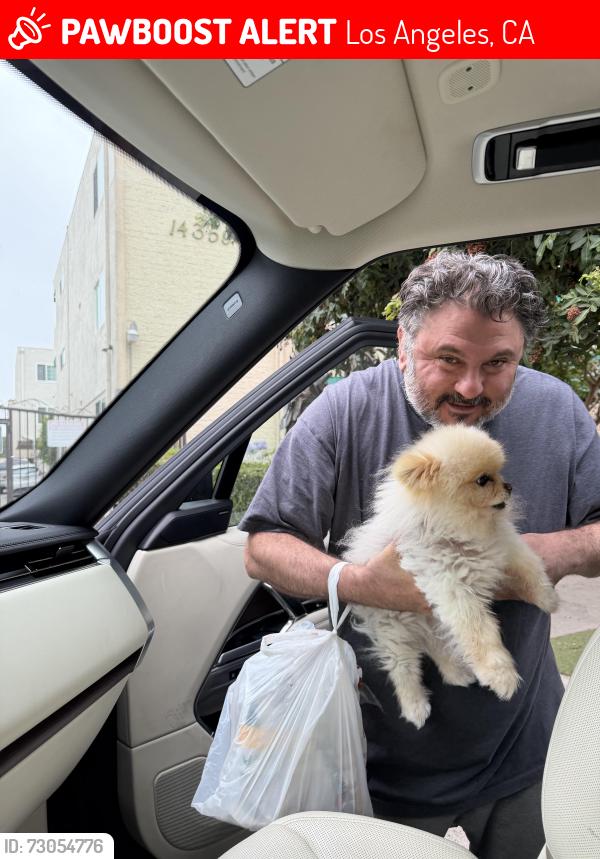 Lost Male Dog last seen Van Nuys , Los Angeles, CA 91496