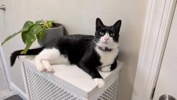 Lost Female Cat last seen Kenmore Rd and Parkview Rd, Upper Darby., Upper Darby Township, PA 19082