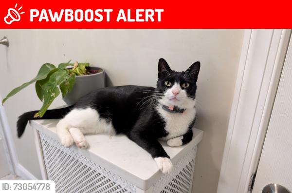 Lost Female Cat last seen Kenmore Rd and Parkview Rd, Upper Darby., Upper Darby Township, PA 19082
