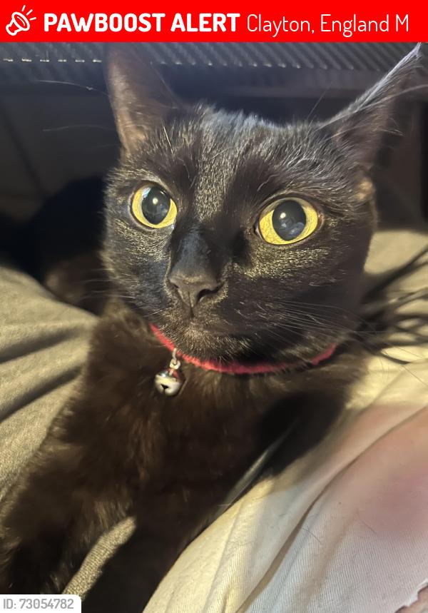 Lost Female Cat last seen Stuart Street East, Clayton, England M11
