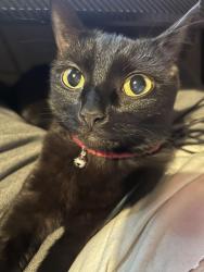 Lost Female Cat last seen Stuart Street East, Clayton, England M11
