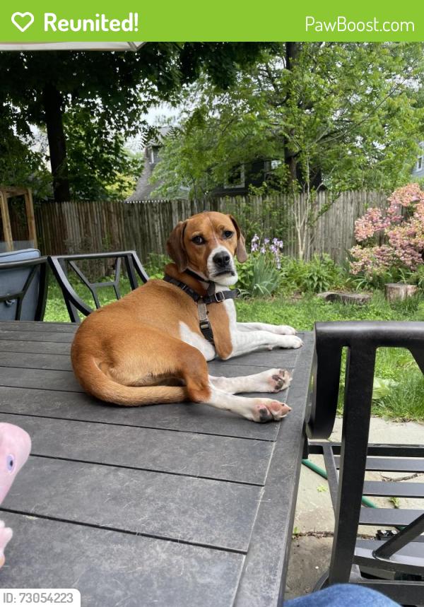 Reunited Male Dog last seen NY Presbyterian , White Plains, NY 10601