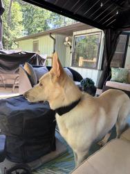 Reunited Male Dog last seen Powder Springs Rd. , Powder Springs, GA 30127