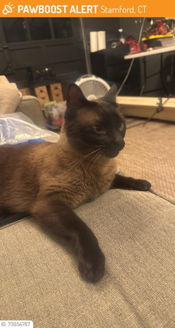 Found/Stray Male Cat last seen Newfield Avenue by the golf course, Stamford, CT 06907