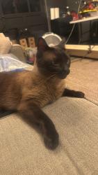 Found/Stray Male Cat last seen Newfield Avenue by the golf course, Stamford, CT 06907