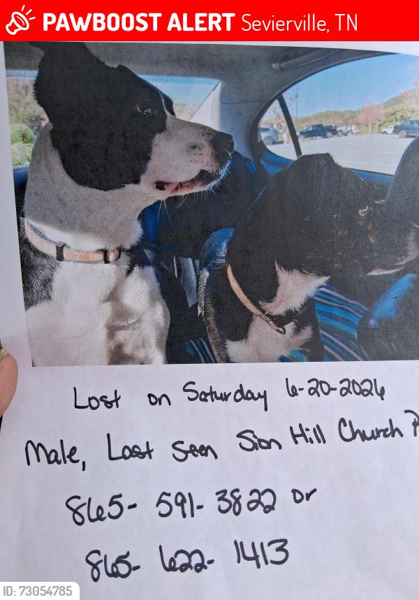 Lost Male Dog last seen Champam hwy , Sevierville, TN 37862