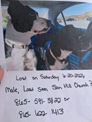 Lost Male Dog last seen Champam hwy , Sevierville, TN 37862