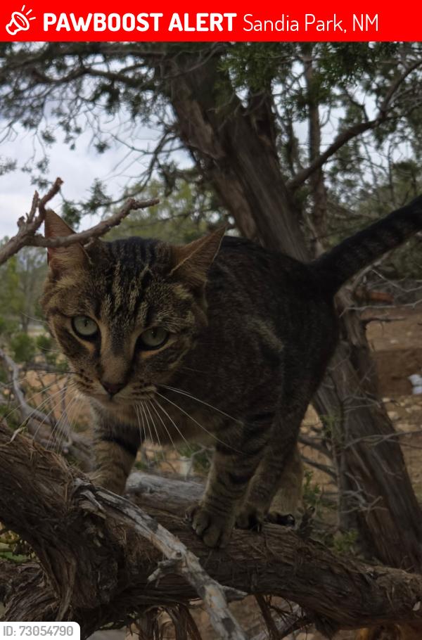 Lost Female Cat last seen Frost Rd & Rael Rd, Sandia Park, NM 87047