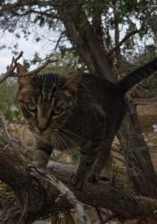 Lost Female Cat last seen Frost Rd & Rael Rd, Sandia Park, NM 87047