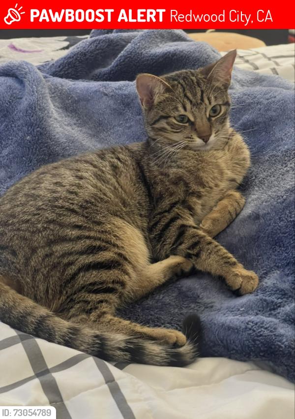 Lost Female Cat last seen Avocet dr Redwood shores , Redwood City, CA 94065