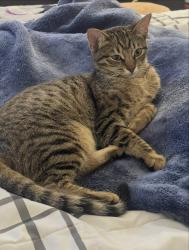Lost Female Cat last seen Avocet dr Redwood shores , Redwood City, CA 94065